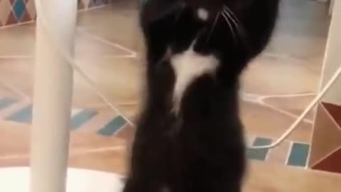 funny_animals_#shorts