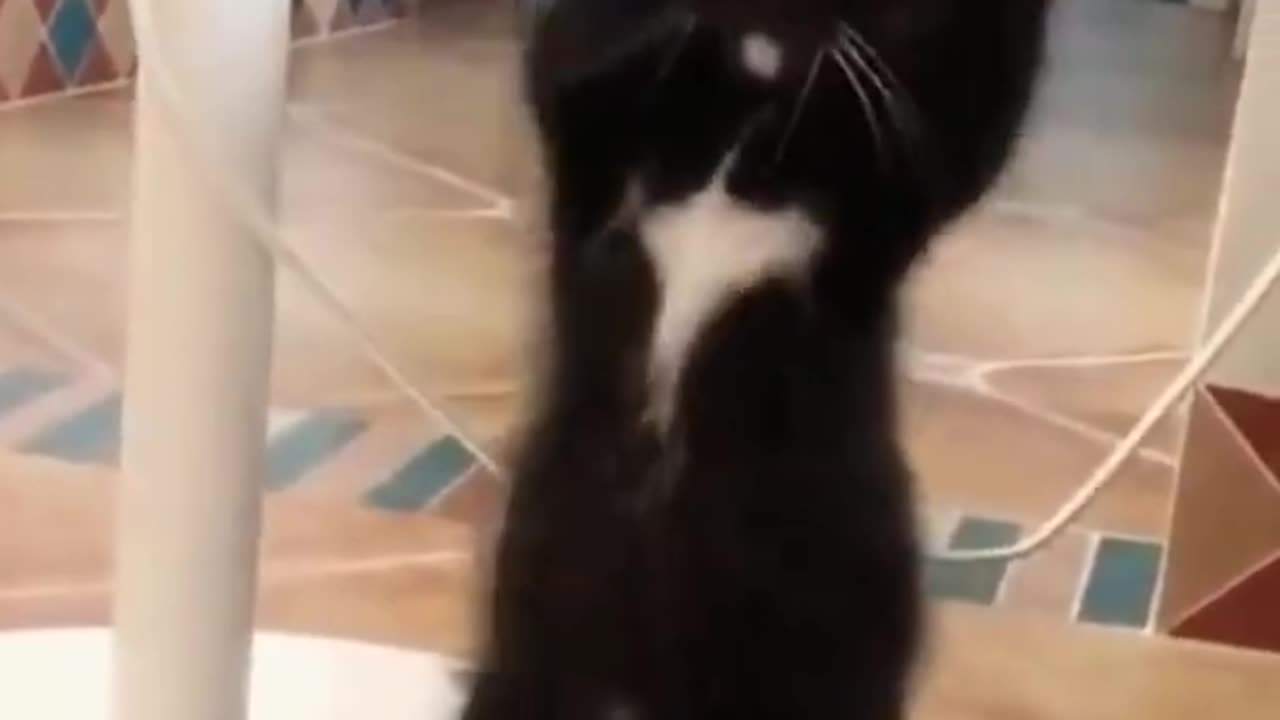funny_animals_#shorts