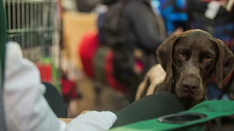 Woman in seat caressing dog head. Close up of pointing dog playing with owner