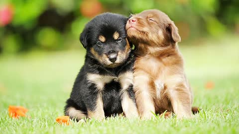 CUTE PUPPIES