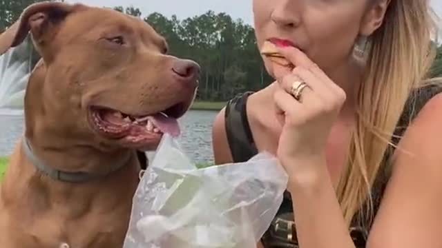 Pit Bull amusingly interferes with proprietor's exercise to get snuggles