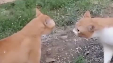 Cat funny video 😆