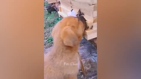 Funny Animals 2023 😂 funny dog ​​and cat videos 😺🐶