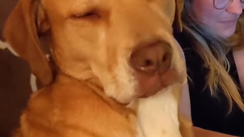 Dog falling asleep