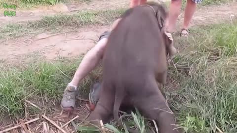 Cute Funny Baby Elephants