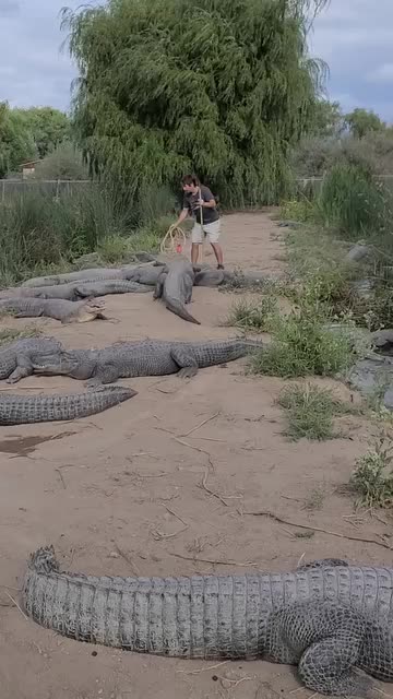 Moses parted the sea of crocodiles