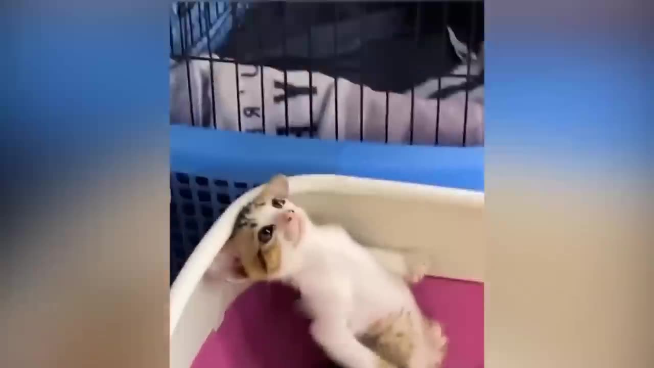 Funny Animal Videos 2023 π Funniest Cats And Dogs Videos πΊπDon't try to hold back Laughter