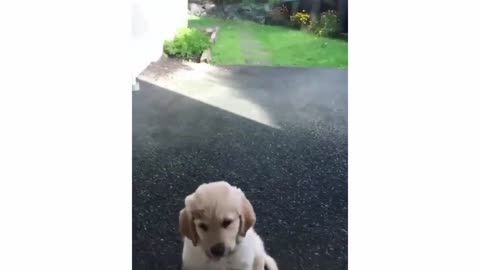 Cute dog