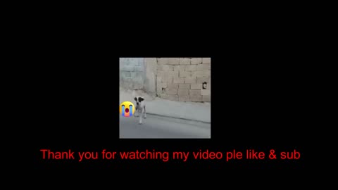 indian funny dog #funny dog