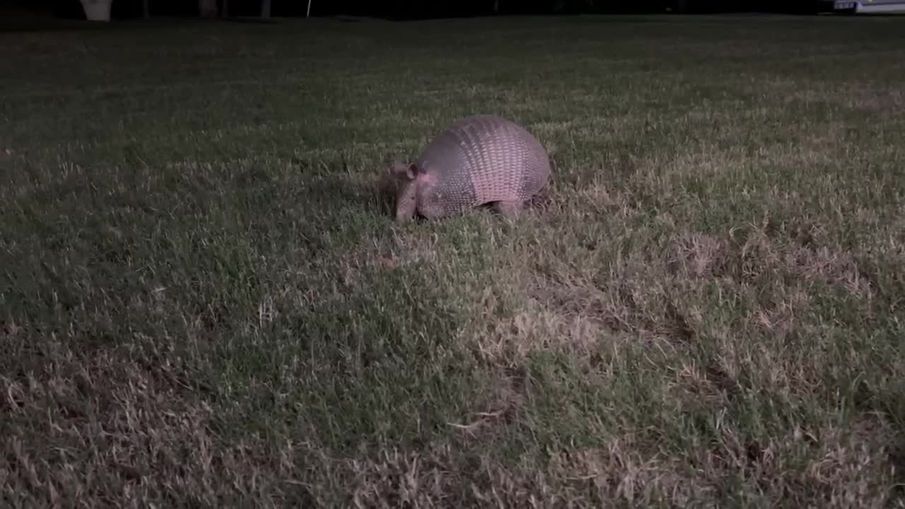 Automatic lawn aerator!