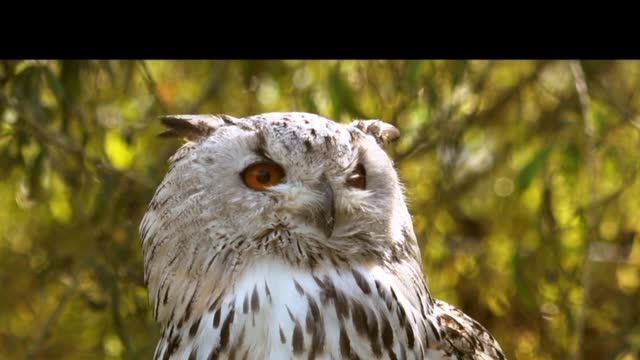 Owl is a big Bird
