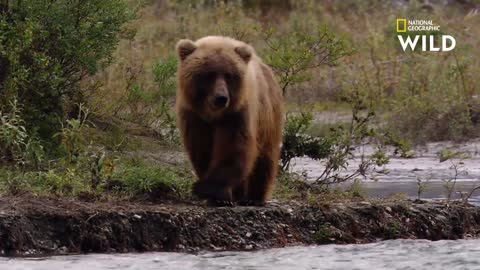 La technique de pêche (très efficace) du grizzli