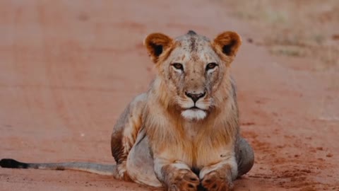 🐯 sleeping In ZAMBIA, Indian In Zambia || The Indo Trekker ||