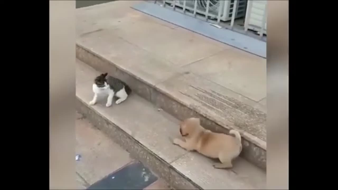 Cat vs dog 🐶🐕