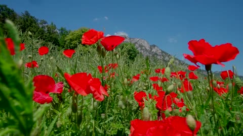 RED ROSES OF LOVE