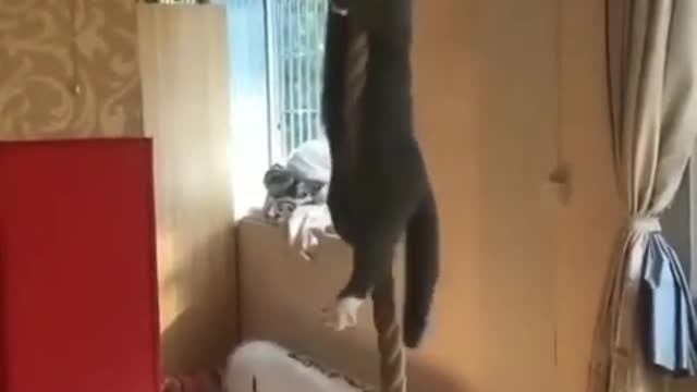 Funny animals | try not to laugh | funny videos animals