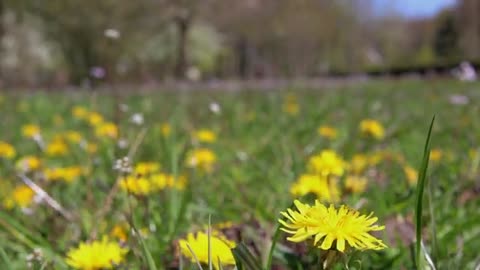 paardenbloem kievit