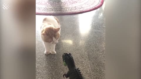 Hilarious Cat Viral Videos | Ultimate Cat Compilation