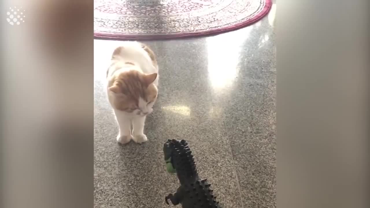 Hilarious Cat Viral Videos | Ultimate Cat Compilation