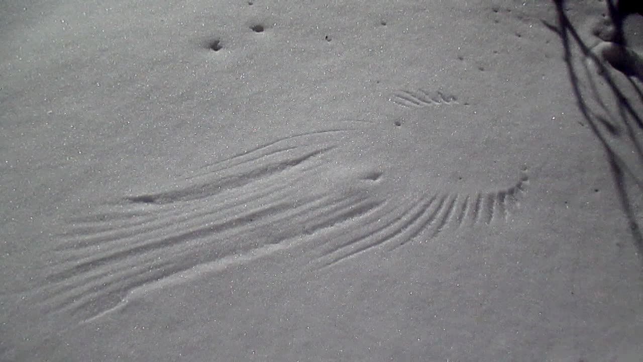 Alien-like snow angel discovered in backyard