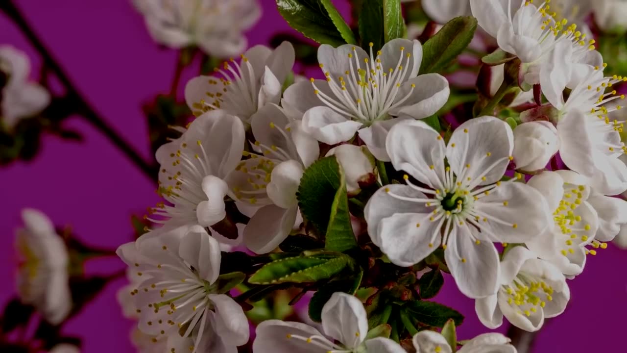 Cherry blossoms, very beautiful)))