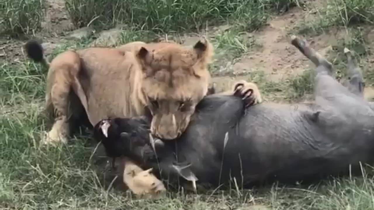 Warthog is a Lions Favorite meal