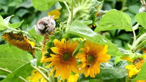 Sunflower bird