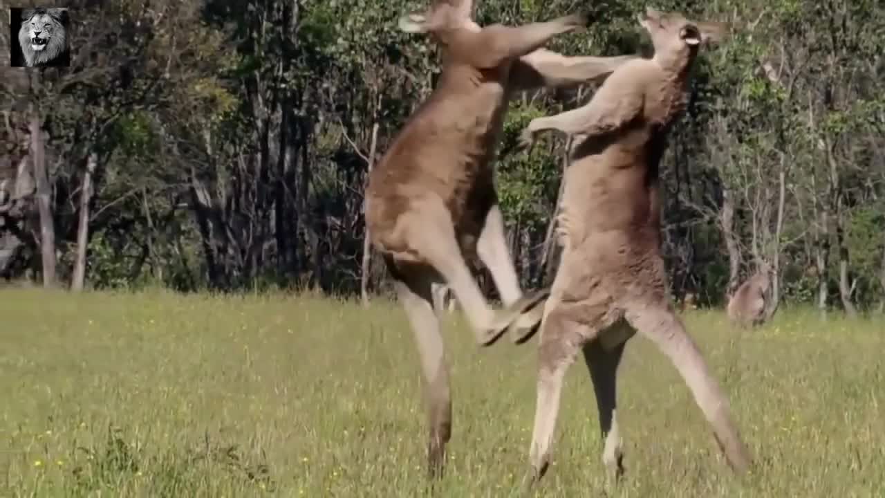 Aggressive Power Struggle Fight Between Kangaroos