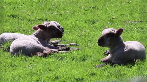 Sheep Resting On Ground