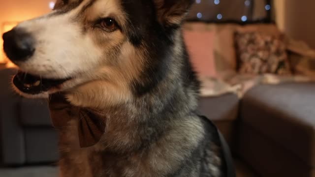 8 presentes [de férias] para pessoas que amam cachorros