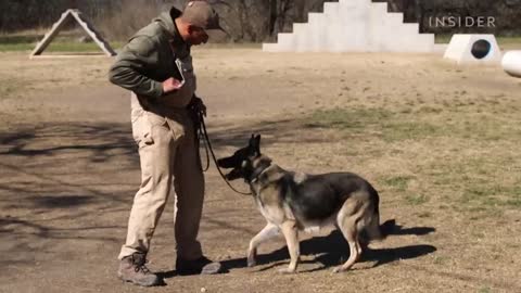 How Military Dogs Are Trained | Boot Camp | Business Insider