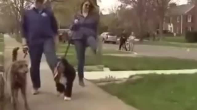 Foreign funny video The American family set up a fool walking area in front of the door