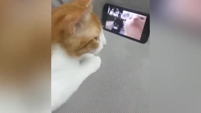 🐶🐱 Funny Cat Reaction Videos - Try Not To Laugh 🤣| Super Dog.