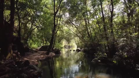 Forest stream in the sunlight
