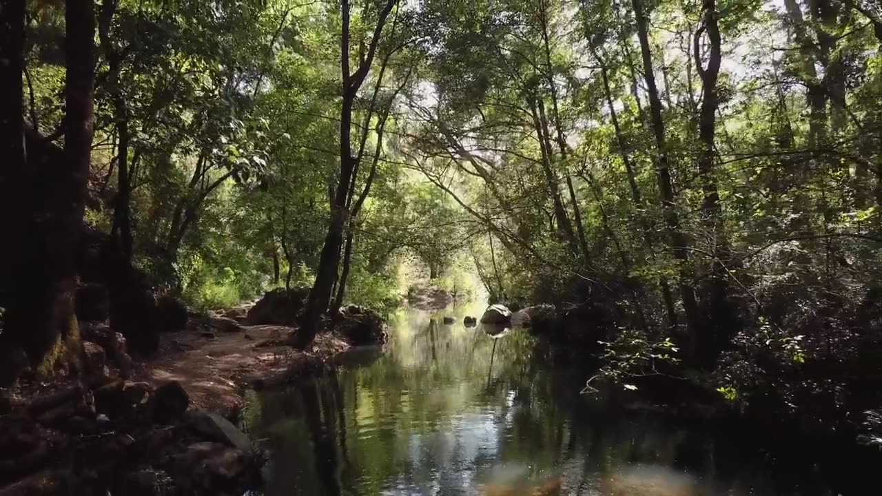 Forest stream in the sunlight