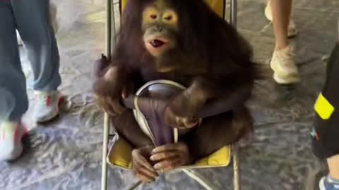 A chimp in a baby carriage