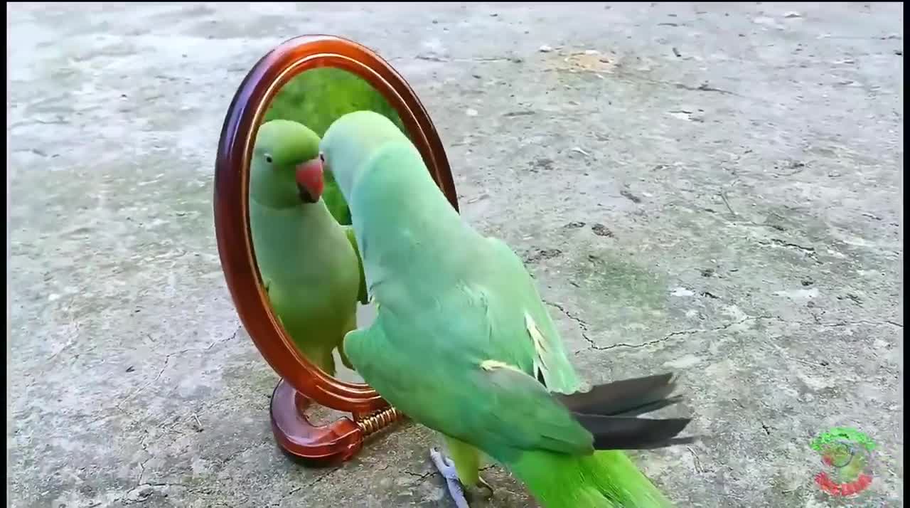 Lovely parrots