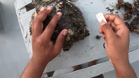 Rescue Sea Turtle Removing Barnacles From a Poor Sea Turtle | animals, Nature, turtles, ocean, ASMR