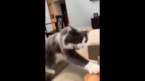 Funny Cat Videos Compilation