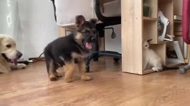 German Shepherd Puppy and Kitten Playing [TRY NOT TO LAUGH]