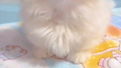 Milk cat