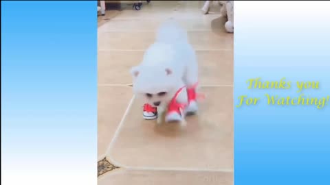 Funniest Animals - Best Of The Funny Animal Videos😂🐶