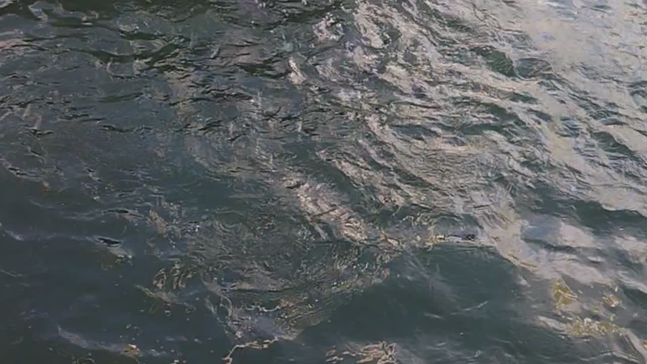 Lake full of fish 🐠🐟 please like and subscribe.