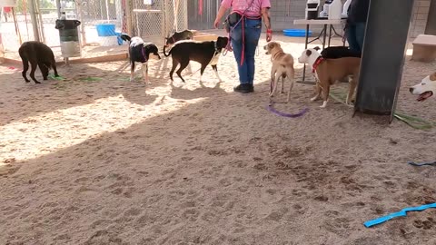 Dog TV Daycare 12 My Canoli (Dog) & Luna (Cat) Have 2 Be Entertained