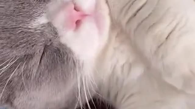 Cute Cats and Funny Animals Compilation 😹 Try Not To Laugh Challenge - Cute Cat