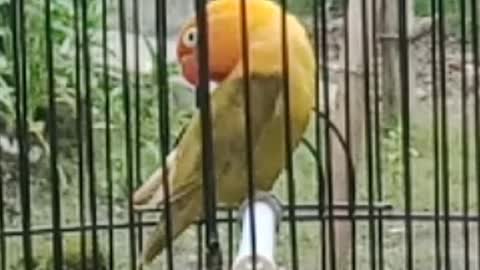 Lovebird singing and Dancing