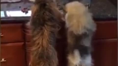 Dogs funny
