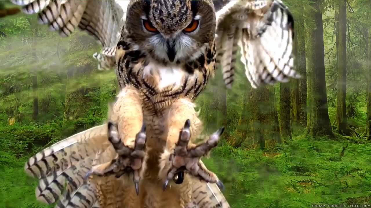 The owl bird pounces on the prey