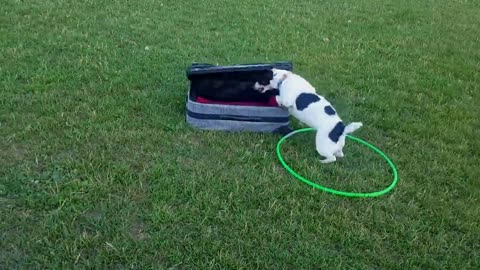 Dog and hula hoop