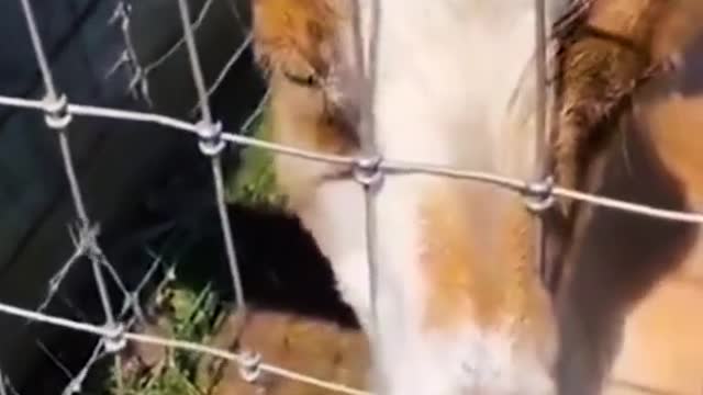 Ha ha ha animals